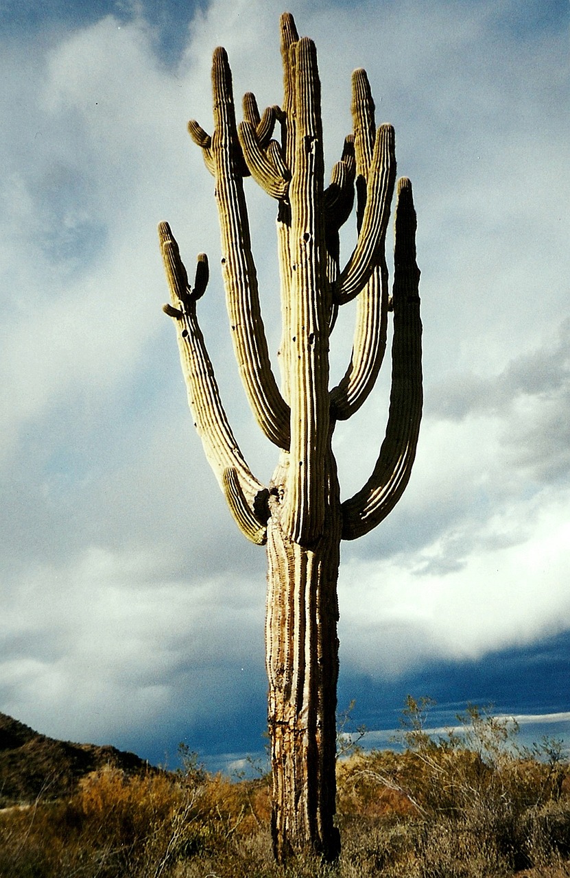 cactus, suguaro, desert, arizona, nature, plant, southwest, thorns, cacti, cactus, cactus, cactus, cactus, cactus